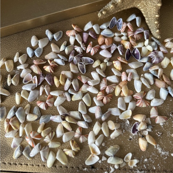 50 (25 Pairs) Florida Coquina Seashells Butterfly Shells DIY Crafting Bulk Lot - Picture 11 of 16